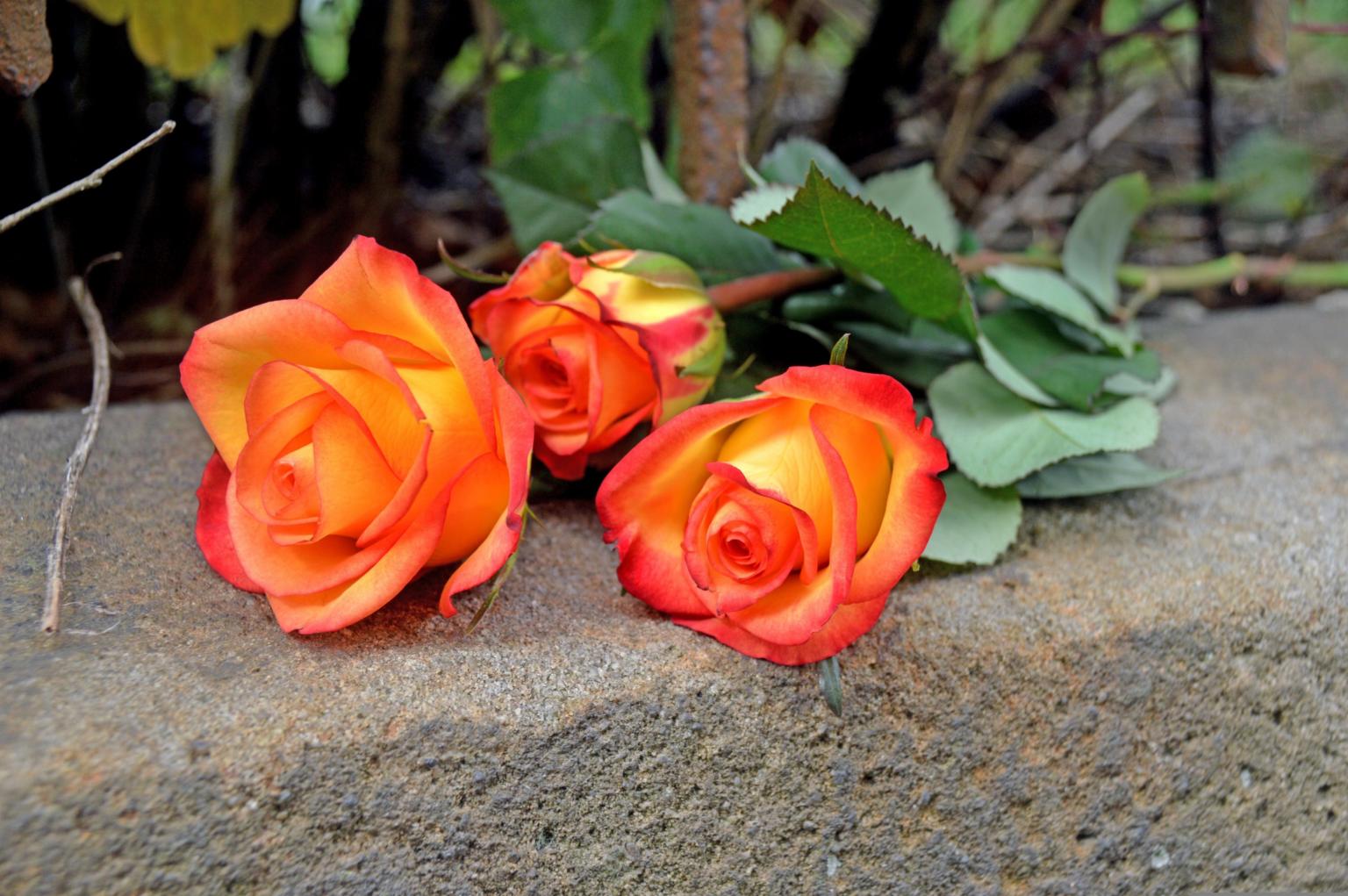 katja_kolumna-rosen-4447130 (c) Image by <a href=https://pixabay.com/users/katja_kolumna-13163958/?utm_source=link-attribution&utm_medium=referral&utm_campaign=image&utm_content=4447130>Katja Fissel</a> from <a href=https://pixabay.com//?utm_source=link-attribution&utm_medium=referral&utm_campaign=image&utm_content=4447130>Pixabay</a>