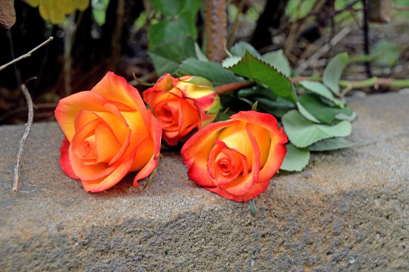 katja_kolumna-rosen-4447130 (c) Image by <a href=https://pixabay.com/users/katja_kolumna-13163958/?utm_source=link-attribution&utm_medium=referral&utm_campaign=image&utm_content=4447130>Katja Fissel</a> from <a href=https://pixabay.com//?utm_source=link-attribution&utm_medium=referral&utm_campaign=image&utm_content=4447130>Pixabay</a>